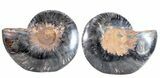 Split Black/Orange Ammonite Pair - Unusual Coloration #55608-1